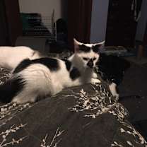 Thumbnail photo of 1 spot/2 spot bonded pair #4