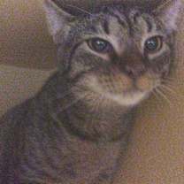 Thumbnail photo of Albert #3