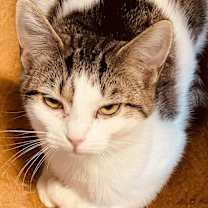 Thumbnail photo of Callie Mae #2