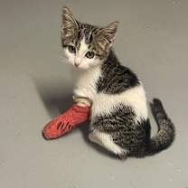 Thumbnail photo of Callie Mae #3