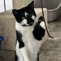 Thumbnail photo of Licorice #2