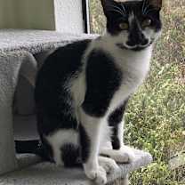 Thumbnail photo of Licorice #3