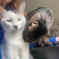 Thumbnail photo of Atlas (bonded to Basil) #4