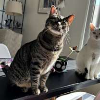Thumbnail photo of Basil (bonded to Atlas) #4