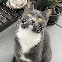 Thumbnail photo of Abba (bonded to Bjork) #3