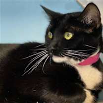 Thumbnail photo of Cybil - Center #1