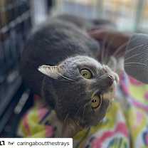 Thumbnail photo of Lusee #3