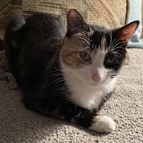 Thumbnail photo of Calico & Tuxedo-COURTESY LIST #2