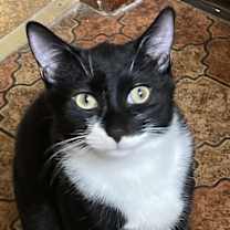 Thumbnail photo of Calico & Tuxedo-COURTESY LIST #3