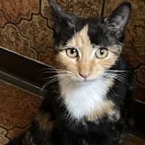 Thumbnail photo of Calico & Tuxedo-COURTESY LIST #4