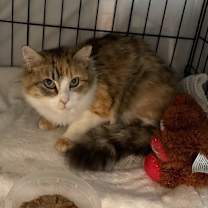 Thumbnail photo of Goldie #1