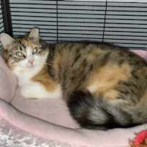 Thumbnail photo of Goldie #2