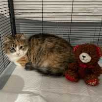 Thumbnail photo of Goldie #4