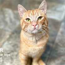 Thumbnail photo of Copper #1