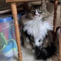 Thumbnail photo of Miss Cinnamon #3