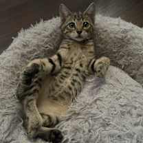 Thumbnail photo of Leia #2