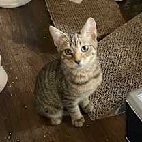 Thumbnail photo of Leia #3