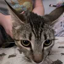 Thumbnail photo of Queenie #1