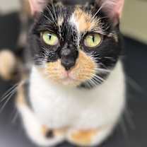 Thumbnail photo of Blossom #1
