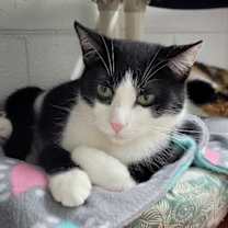 Thumbnail photo of 6502 Luke #1