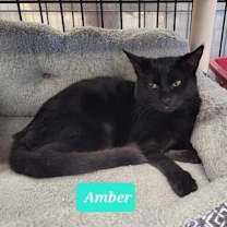 Thumbnail photo of Amber #3