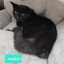 Thumbnail photo of Amber #4