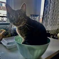 Thumbnail photo of Ares #1