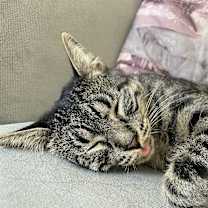 Thumbnail photo of Ares #4
