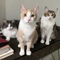 Thumbnail photo of Stewie (bonded to Luffy) #1