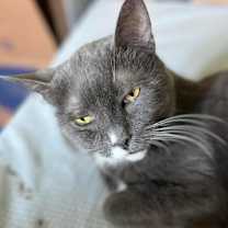 Thumbnail photo of Greyson #1