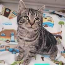 Thumbnail photo of Oliver #3