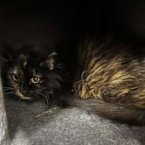 Thumbnail photo of Charlie (BARN BUDDY) #2