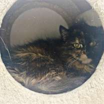 Thumbnail photo of Charlie (BARN BUDDY) #1