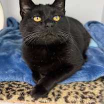 Thumbnail photo of Nelson #1