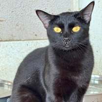 Thumbnail photo of Zucchini #1