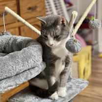 Thumbnail photo of Marinara #2