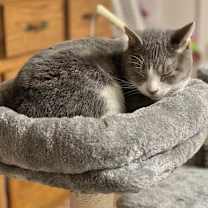 Thumbnail photo of Marinara #4