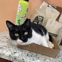 Thumbnail photo of Shayna #4