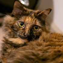 Thumbnail photo of Minda #2