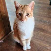 Thumbnail photo of Milo #1