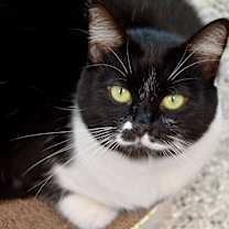 Thumbnail photo of DEXTER Cat #1