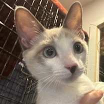 Thumbnail photo of Fiordaliso -FIV+ (bonded with Colomba) #1