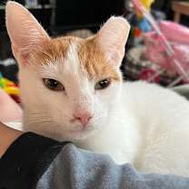 Thumbnail photo of Caramel #1