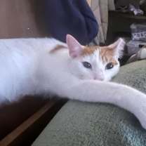 Thumbnail photo of Caramel #2