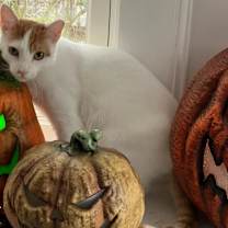 Thumbnail photo of Caramel #4