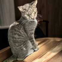 Thumbnail photo of OFELIA #1