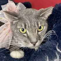 Thumbnail photo of OFELIA #2