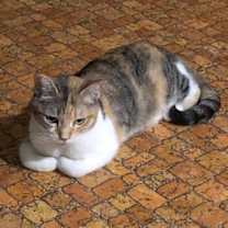 Thumbnail photo of Circe #3