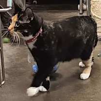 Thumbnail photo of Cleo (momma) #4