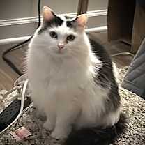 Thumbnail photo of Sweetie - KB #1